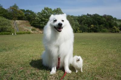 ボクのが強いでしゅ