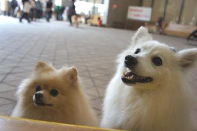 犬がいっぱいでしゅ