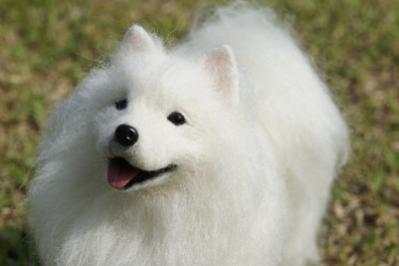 サモエド1