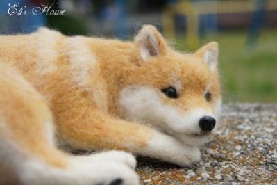 柴犬1