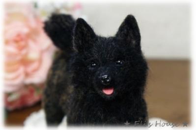 甲斐犬1