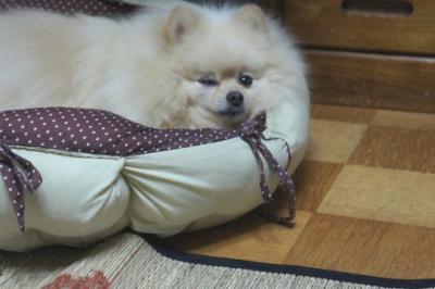 いたいけなポメになったでち