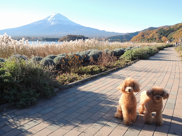 20131203-5.jpg