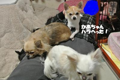 20130129+004_convert_20130129155255.jpg