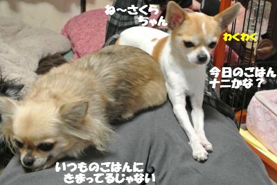 20130129+008_convert_20130130100530.jpg