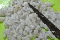 kizamiebi.jpg