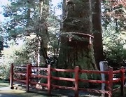 箱根神社３　矢立の杉