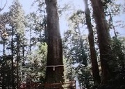 箱根神社４　矢立の杉