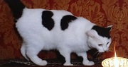 カラコ１