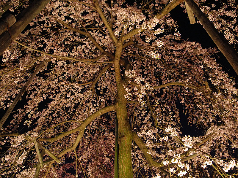 降り注ぐ桜たち