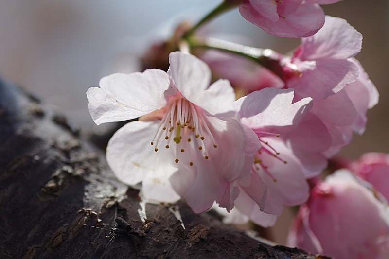 桜のアップ