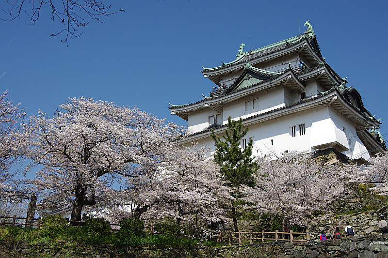 定番の桜とお城