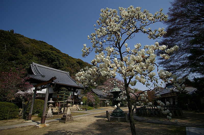 山崎聖天の白木蓮