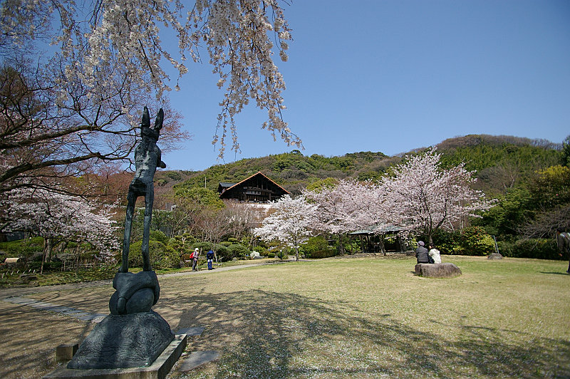 広場のウサギと桜