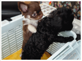 DSC00050.gif