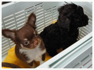 DSC00051.gif