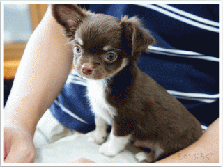 DSC00098.gif