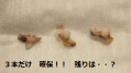レンの歯・・