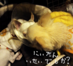 お見舞い