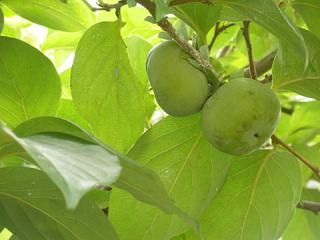 2011_08270231.jpg