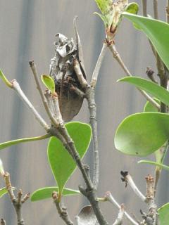 2011_08270232.jpg