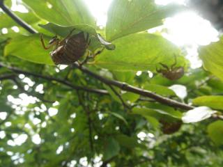 2011_08270241.jpg
