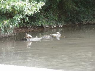 2011_08270276.jpg