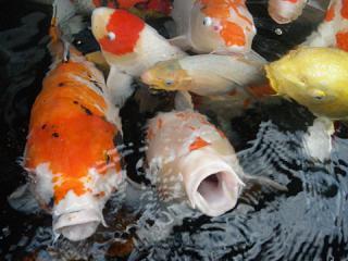 2011_08270460.jpg