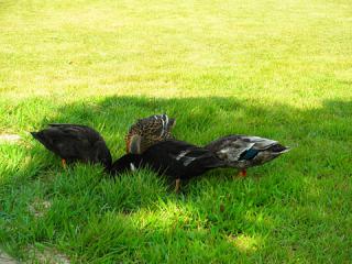 2011_08300948.jpg