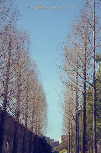 Momo's*Photograph*
