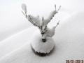 梅の鉢も雪被り