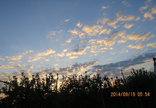 リンゴ園の夜明け