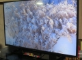 雪を被った高山植物