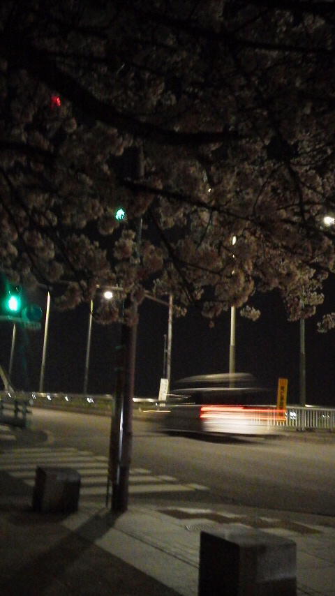 夜桜0