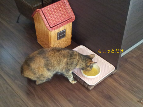 20130322_122948のコピー