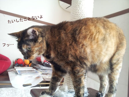 20130216_085514のコピー