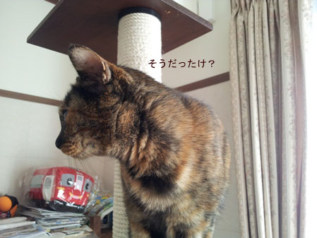 20130216_085437のコピー