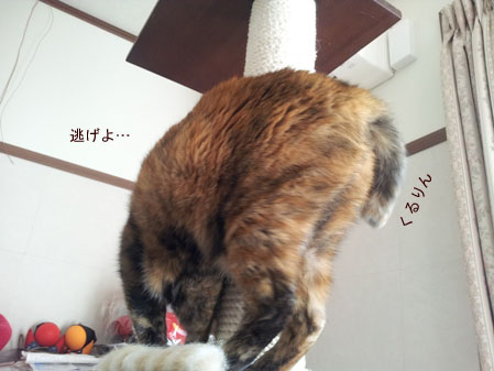 20130216_085524のコピー