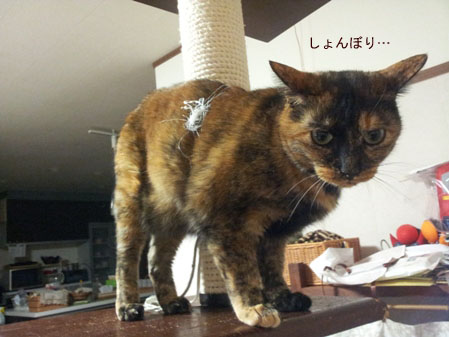 20130408_225349のコピー