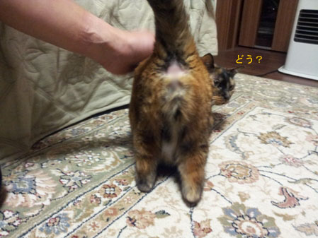 20130417_224132bokashiのコピー
