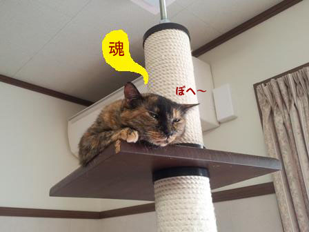 20130504_124125のコピー
