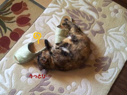 20130531_121444のコピー