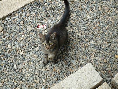 ろみ1