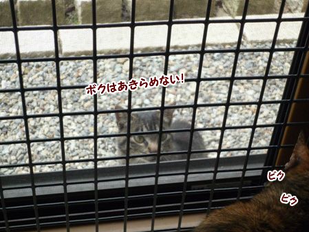 ろみ7