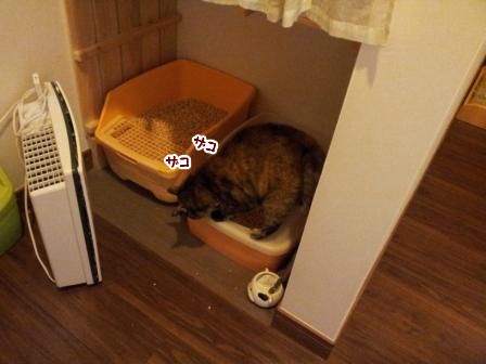 どんぐり1