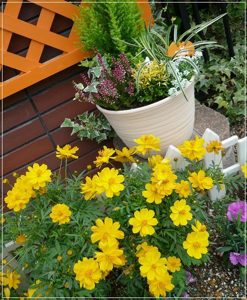 P1340722_寄せ植えとキバナコスモス