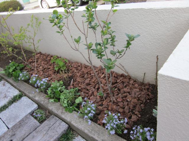 シバザクラ お庭へ寄せ植え 猫と園芸