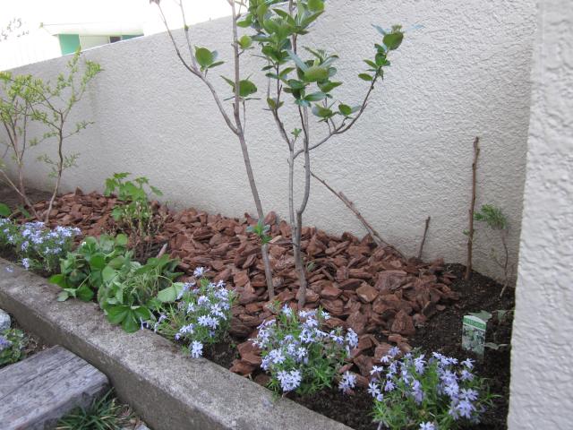 シバザクラ お庭へ寄せ植え 猫と園芸