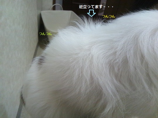 DSC_1290.jpg