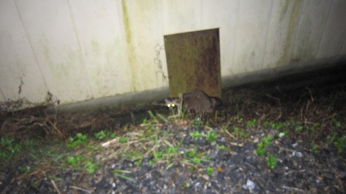 IMG_0010_20111015183147.jpg